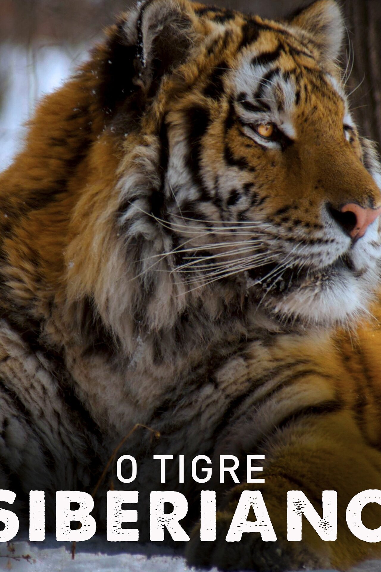 O Tigre Siberiano - T1 E1